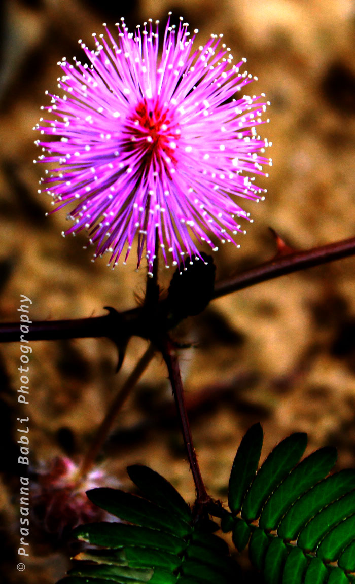 non synthetic colors