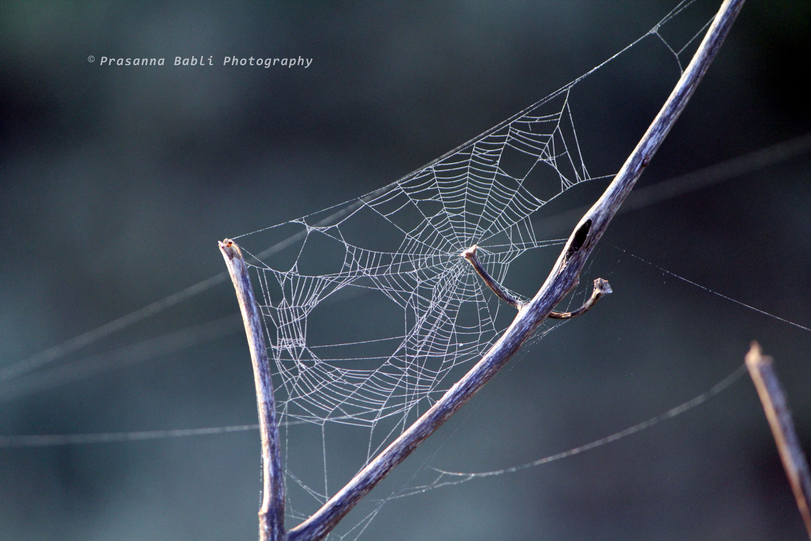 mother nature's creation