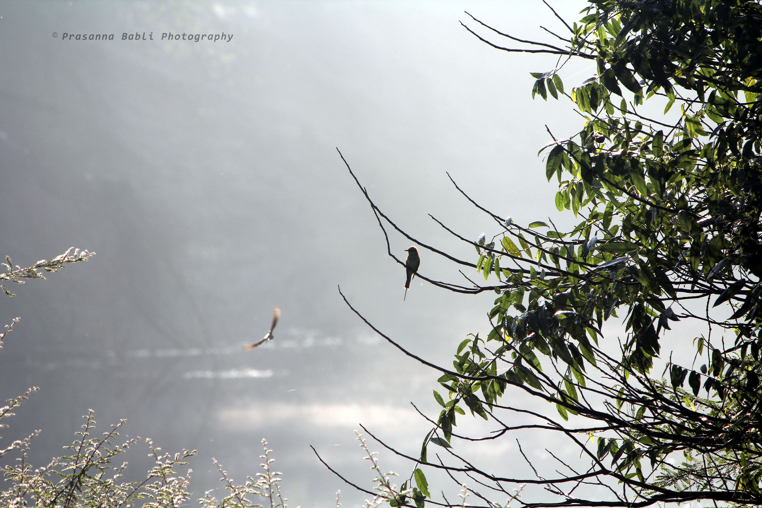 birds sunbathing